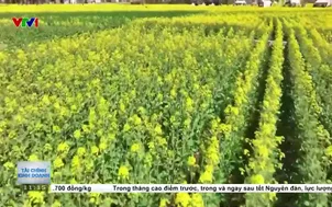 Trung Quốc: Xu hướng du lịch thưởng lãm hoa