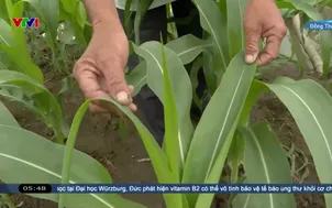 Từ chủ động đến thích ứng xâm nhập mặn