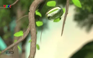 Bản tin thời tiết 12h30 - 17/3/2026