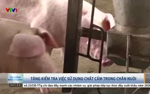 Tăng kiểm tra việc sử dụng chất cấm trong chăn nuôi