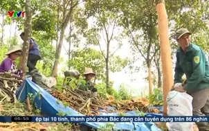 Tạo sinh kế để giảm nghèo 