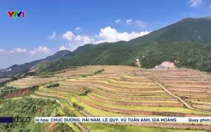 Trung Quốc phát triển lúa " trường thọ"