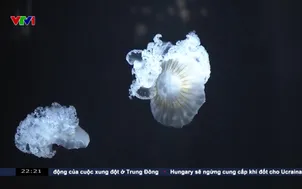 Thủy cung sứa tại nhật bản mở cửa trở lại