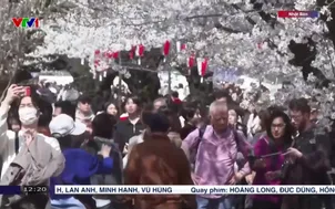 Hoa anh đào nở rộ tại Tokyo