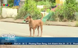 Chó thả rông tiềm ẩn nguy cơ dịch bệnh