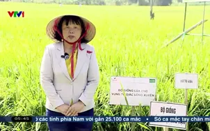 Nghiên cứu giống lúa mới thích ứng biến đổi khí hậu