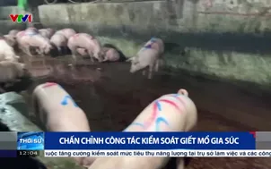 Chấn chỉnh công tác kiểm soát giết mổ gia súc
