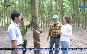 Ngày mới cùng bà con trồng cao su Đồng Nai