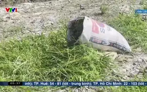 Bỏ ruộng vì nhiễm mặn sau lũ