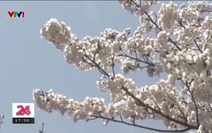 Mùa hoa anh đào "tăng giá" ở Nhật Bản