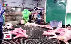 Vạch trần thủ đoạn hô biến lợn bệnh thành lợn sạch