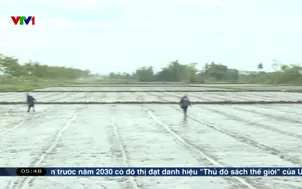 Xây dựng thương hiệu gạo từ chuỗi liên kết bền vững