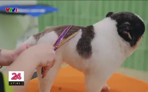 Nuôi thú cưng: Từ sở thích đến nền kinh tế triệu đô