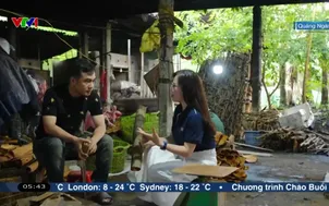 Ngày mới ở cơ sở chế biến quế Trà Bồng