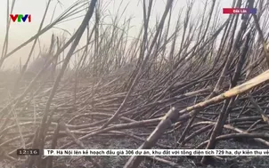 Cháy ruộng mía mùa nắng nóng