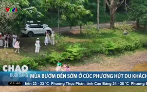 Mùa bướm đến sớm ở Cúc Phương hút du khách