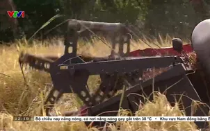 Nắng nóng ảnh hưởng vụ lúa đông xuân