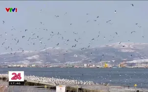 Di dời những đàn chim lớn bằng ánh sáng