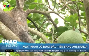 Xuất khẩu lô bưởi đầu tiên sang Australia