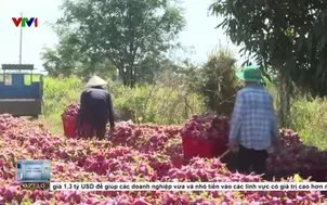 Xuất khẩu thanh long tăng mạnh