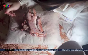 Brazil phát hiện hóa thạch bò sát 230 triệu năm