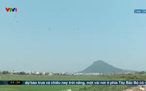 Đàn cò nhạn quý hiếm xuất hiện tại Đắk Lắk