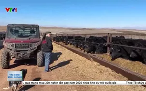 Áp lực nguồn cung đẩy giá thịt bò tăng cao tại Mỹ