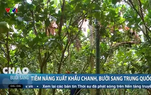 Tiềm năng xuất khẩu chanh, bưởi sang Trung Quốc