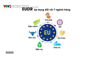 Môi trường và cuộc sống: Thích ứng với quy định chống mất rừng