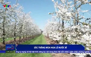 Sắc trắng mùa hoa lê nước Bỉ