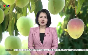 Du lịch góp phần thúc đẩy tiêu thụ xoài