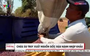 Châu Âu truy xuất nguồn gốc đậu nành nhập khẩu