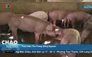 Tăng cường kiểm soát dịch tả lợn Châu Phi