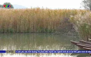 Trồng sậy - Phương pháp làm sạch Hồ Biwa Nhật Bản 