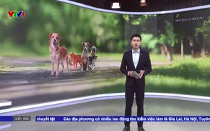 Liên minh Châu Âu bắt buộc gắn chip cho chó mèo