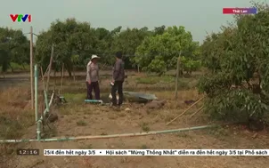 Sản xuất nông nghiệp khó khăn do siêu EL Nino