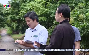 Chủ động nguồn vải thiều xuất khẩu