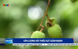 Sản lượng vải thiều sụt giảm mạnh