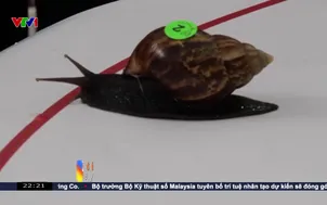 Cuộc đua ốc sên