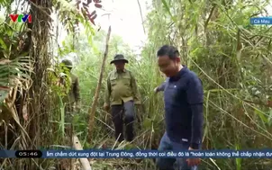 Buổi sáng gác kèo ong rừng U Minh Hạ