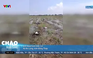 Nạn bẫy chim mùa gặt