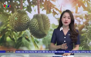 Nghịch lý sầu riêng 2 giá