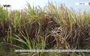 Mía cháy bất thường, nông dân lo mất trắng 