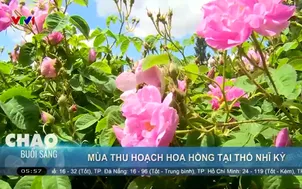 Mùa thu hoạch hoa hồng tại Thổ Nhĩ Kỳ