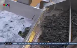 Ngành tôm trước nhiều áp lực