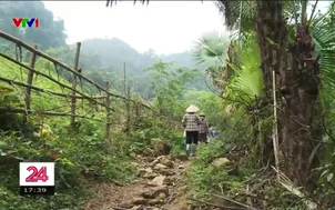 Bất thường sự việc nhiều cây rừng bị xâm hại 