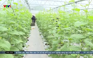 Nông sản hữu cơ chưa thu về giá trị thực 