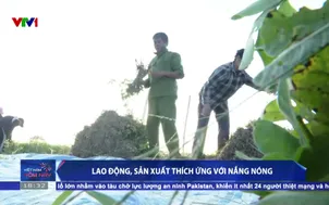 Lao động, sản xuất thích ứng với nắng nóng