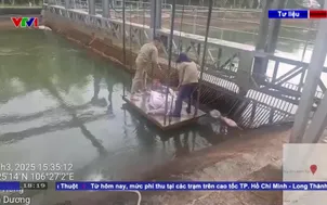 Tình trạng vứt xác động vật ở nguồn nước sinh hoạt