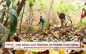 Chủ động các phương án phòng cháy rừng